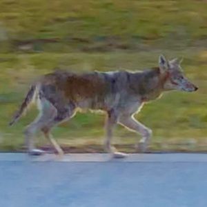 Meet your Posher, Alan